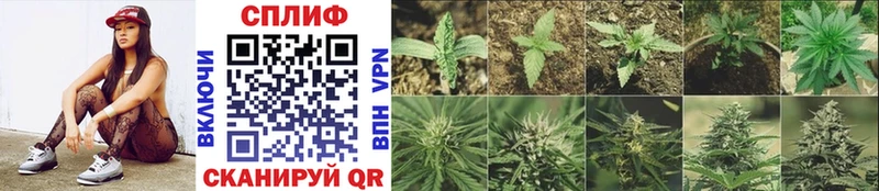 Бошки Шишки SATIVA & INDICA  как найти наркотики  Гдов 